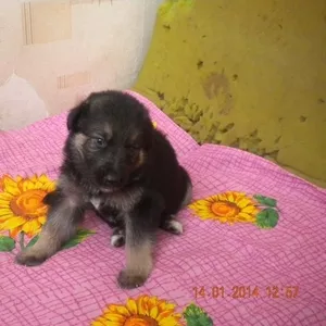 продам щенков немецкой овчарки