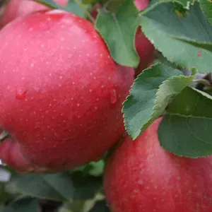 Продам (Продаю) Саженцы яблони Хоней Крисп «Honeycrisp»,  «Лигол»