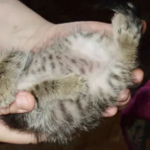 Котята в подарок - умные,  аккуратные