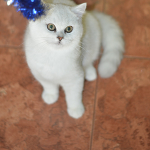 Котята британской шиншиллы