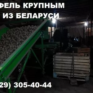 Картофель крупным оптом напрямую от производителя в Беларуси