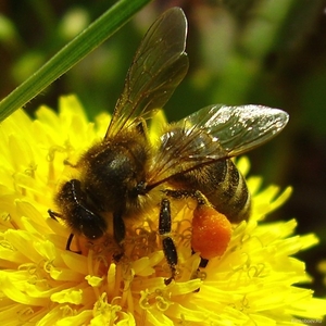 пчелиные семьи с ульями