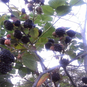 саженцы плодово-ягодных из частного питомника