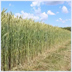 Ячмень  в   Могилевск  области