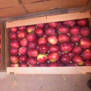 Компания на постоянной основе закупает яблоки (КРАСНЫХ сортов)