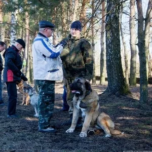 Воспитательная дрессировка щенка индивидуально и в группе. Консультации по воспитанию. 