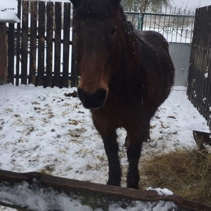 Продам кобылу Марусю