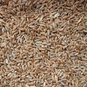 Закупаем зерно фражное (ячмень,  пшеницу)